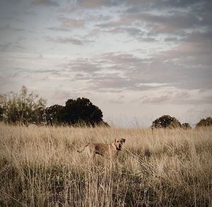 View of sheep on field against sky