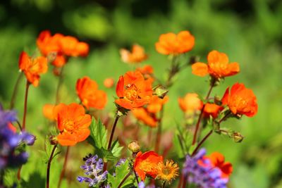 Close-up of orange flowering plants on field