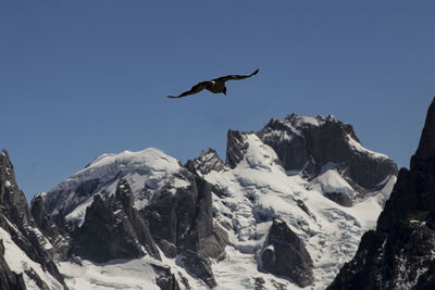 Eagle flying over mountains against clear sky