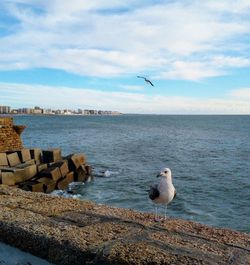 Seagull perching on a sea against sky