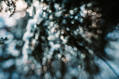 Wintry sparkles on a pine tree