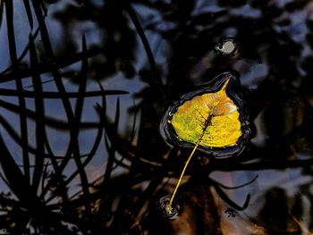 Close-up of yellow leaf on water at night