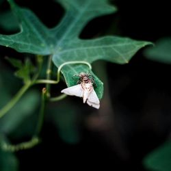 Close-up of insect on leaf