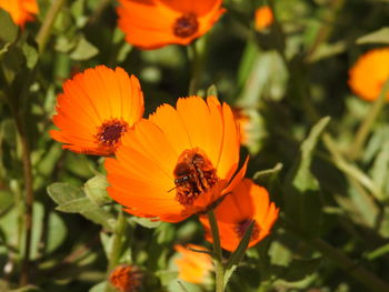 Close-up of insect on orange flower