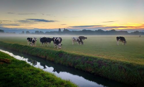 Cows grazing on countryside landscape