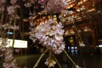 Close-up of fresh flowers blooming outdoors