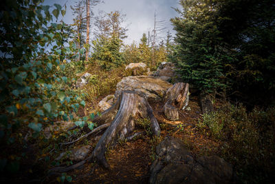 Trees in forest