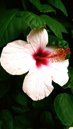 Close-up of pink flower