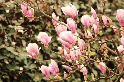 Close-up of pink flowering plants