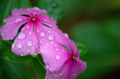 Close-up of wet periwinkle blooming outdoors