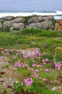 Flowering plants on rocks by land against sky