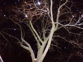 Close-up of bare tree against sky at night