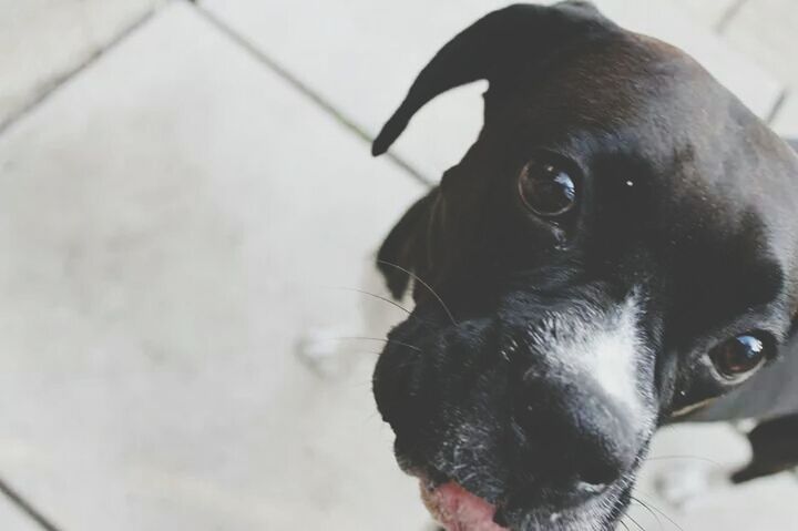 pets, domestic animals, animal themes, one animal, dog, mammal, black color, close-up, animal head, indoors, looking at camera, portrait, focus on foreground, animal body part, selective focus, black, no people, snout, animal eye