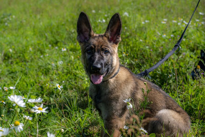 Portrait of a dog on field
