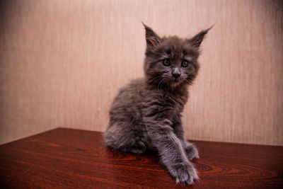 Kitten sitting on floor against wall