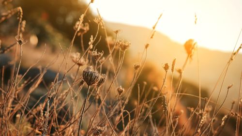 Close-up of grass on field during sunset