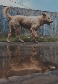 Side view of dog drinking water