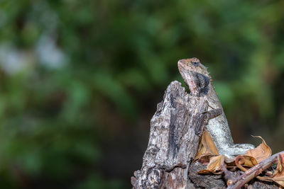 Close-up of lizard on tree