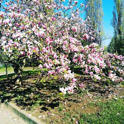 Close-up of flower tree against sky