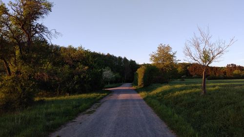 Road amidst trees against sky