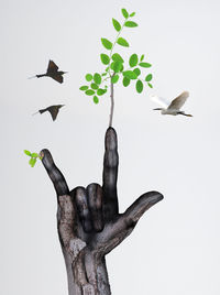 Close-up of bird flying over white background