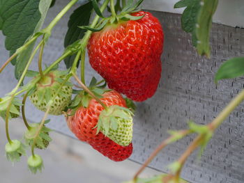 Close-up of strawberries hanging on plant