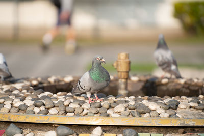 Close-up of bird perching on retaining wall