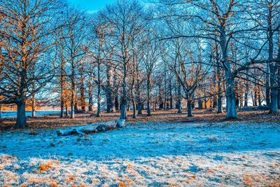 Bare trees in forest during winter