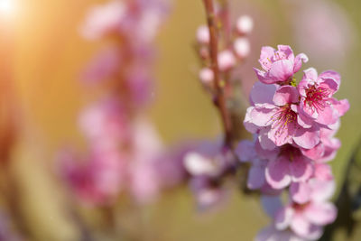 Close-up of pink cherry blossom