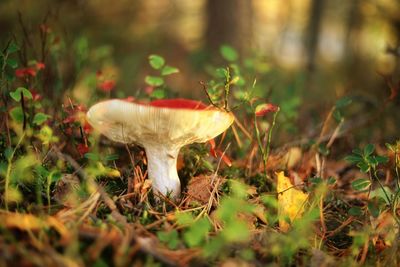 Close-up of mushroom growing on field