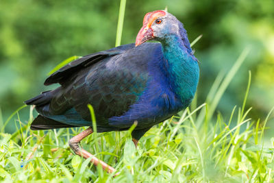 Close-up of a bird perching on a field