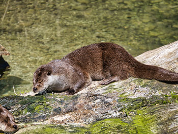 Side view of a river otter on rock