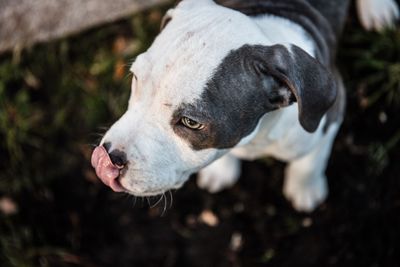 Close-up of dog