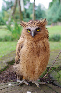 A young malay fish owl with yellow eyes, sitting at the ground and looking into the camera