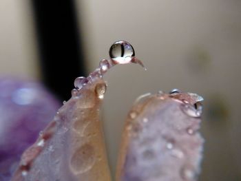 Close-up of jellyfish in water