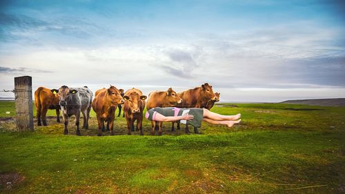 Horse grazing on grassy field