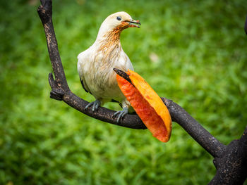 Close-up of bird feeding on mango