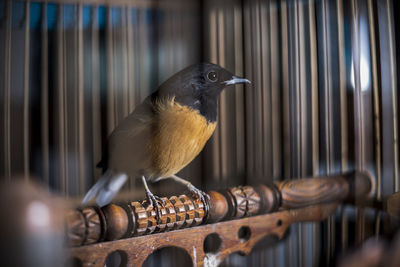 Close-up of bird