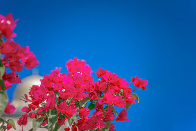 Low angle view of pink flowering plants against blue sky