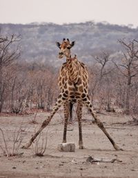 animal