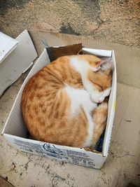 High angle view of cat resting in box