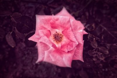 Close-up of pink hibiscus blooming outdoors