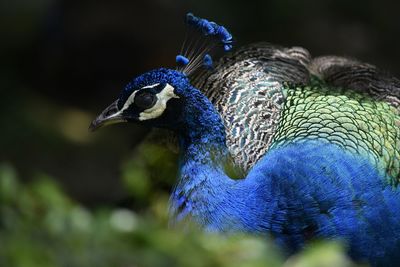 Close-up of peacock