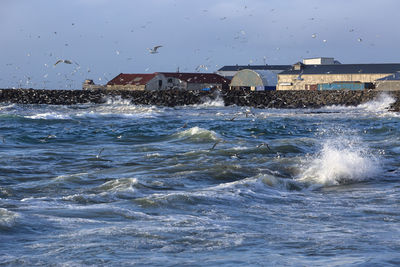 Gulls hunting for fish at a harbor