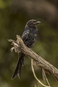 Close-up of bird perching on branch