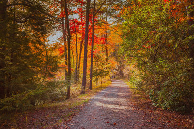 Footpath amidst trees in forest during autumn