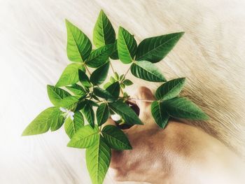 High angle view of leaves on table