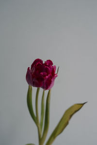 Close-up of pink rose against white background