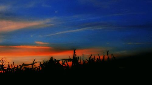 Silhouette plants against sky during sunset