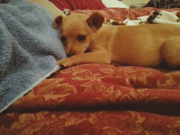 Dog relaxing on sofa at home